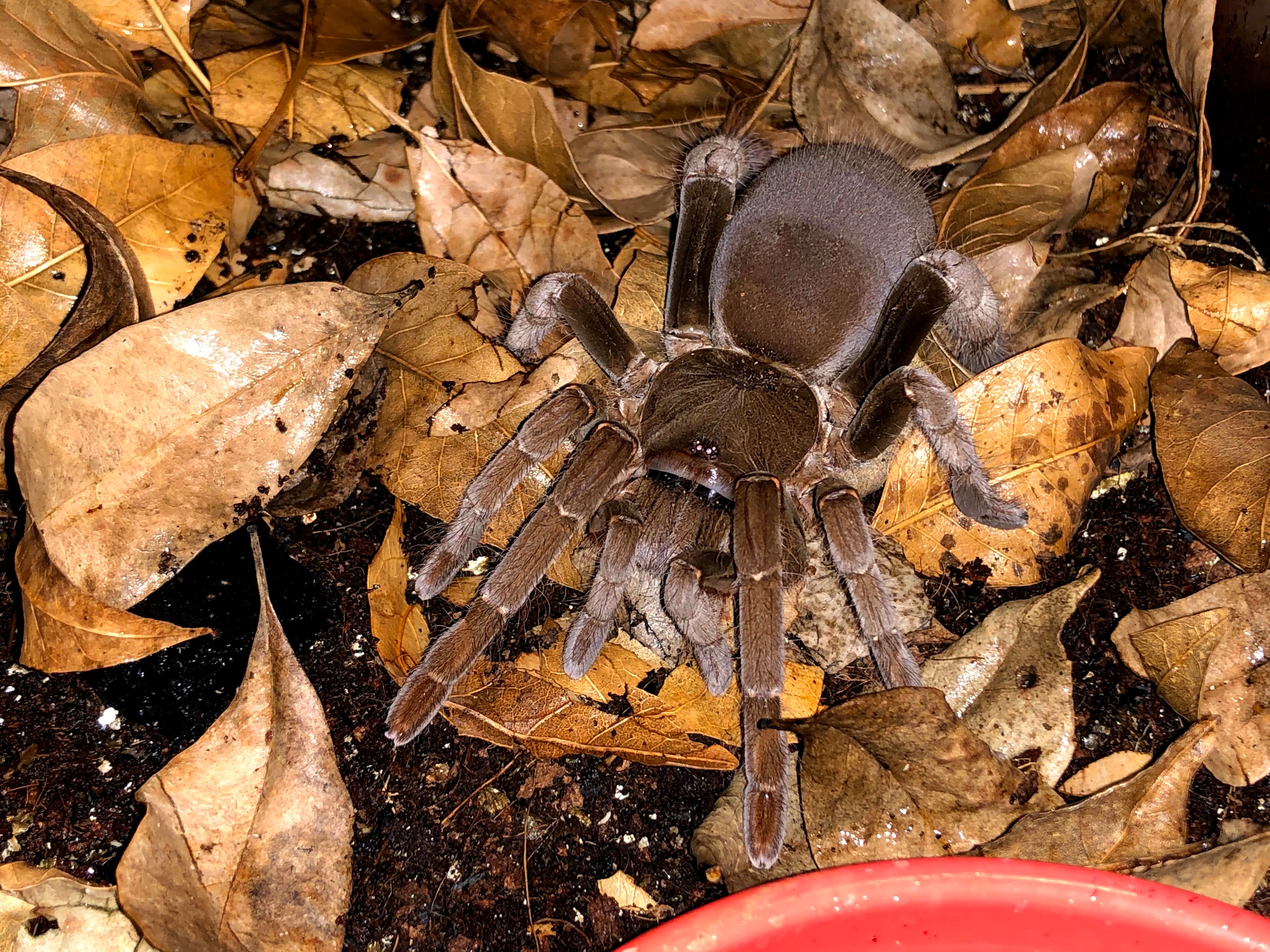 Hysterocrates Hysterocrates gigas | Eighth Element LLC