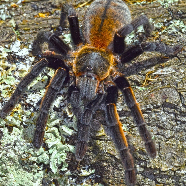 Ornithoctonus aureotibialis (Thai Golden Fringe) | Eighth Element LLC